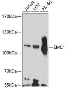 Western blot analysis of extracts of various cell lines, using Anti-KIAA0090 Antibody (A8575) at 1:1000 dilution