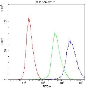 Anti-PRX Polyclonal Antibody