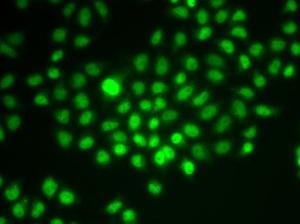 Immunofluorescence analysis of HeLa cells using Anti-BAF57/SMARCE1 Antibody (A92974)