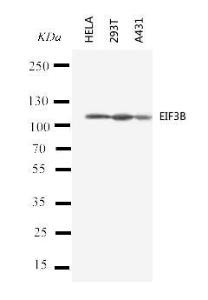 Anti-Eif3b Rabbit Polyclonal Antibody