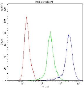 Anti-PRX Polyclonal Antibody