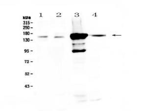 Anti-PRX Polyclonal Antibody