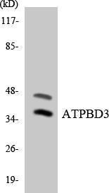 Anti-ATPBD3 Rabbit Polyclonal Antibody