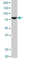 Anti-FOXP2 Mouse Polyclonal Antibody