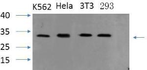 Western blot analysis of various cells using Anti-ASC Antibody at 1:1,000 (4°C overnight). Goat Anti-Rabbit IgG (IRDye 800) was used as a secondary at 1:5,000 (25°C, 1 hour)