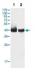 Anti-KLF15 Mouse Monoclonal Antibody [clone: 2G8]