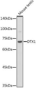 Western blot analysis of extracts of Mouse testis cells, using Anti-DTX1 Antibody (A307832) at 1:500 dilution