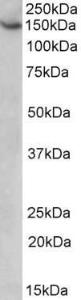 Anti-AGTPBP1 Goat Polyclonal Antibody