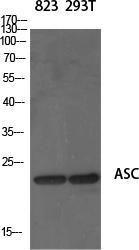 Western blot analysis of various cells using Anti-ASC Antibody