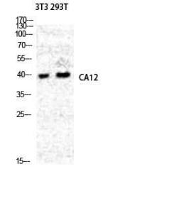 Western blot analysis of NIH 3T3 293T cells using Anti-CA12 Antibody