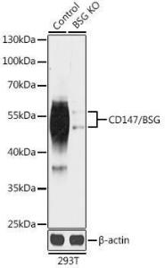 Western blot analysis of extracts from normal (control) and CD147/CD147/BSG knockout (KO) 293T cells, using Anti-CD147 Antibody (A92976) at 1:1,000 dilution. The secondary antibody was Goat Anti-Rabbit IgG H&L Antibody (HRP) at 1:10,000 dilution.