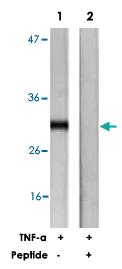 Anti-RPS6 Rabbit Polyclonal Antibody