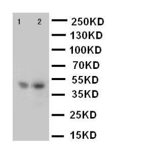 Anti-Flotillin 2 Rabbit Polyclonal Antibody