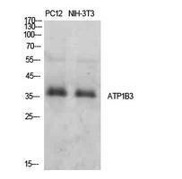 Western blot analysis of extracts from PC1 NIH 3T3 cells using Anti-ATP1B3 Antibody