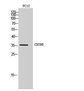 Western blot analysis of PC1 NIH 3T3 cells using Anti-ATP1B3 Antibody