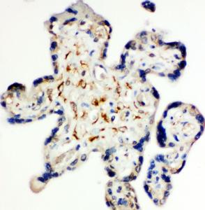 Anti-Syndecan 3 Rabbit Polyclonal Antibody