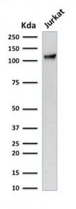 Western blot analysis of human Jurkat cell lysate using Anti-CD31 Antibody [C31.7]