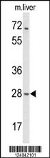 Anti-MOB2 Rabbit Polyclonal Antibody