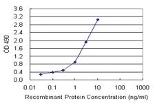 Anti-CD86 Mouse Monoclonal Antibody (Biotin)