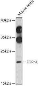 Western blot analysis of extracts of Mouse testis, using Anti-FOPNL Antibody (A309072) at 1:1,000 dilution The secondary antibody was Goat Anti-Rabbit IgG H&L Antibody (HRP) at 1:10,000 dilution Lysates/proteins were present at 25 µg per lane