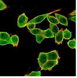 Immunofluorescent analysis of PFA-fixed HeLa cells stained with Anti-DAXX Antibody [PCRP-DAXX-6A8] followed by Goat Anti-Mouse IgG (CF&#174; 488) (Green). CF&#174; 640A Phalloidin (Red).