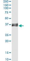 Anti-FAM216A Antibody Pair