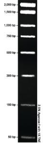 VWR® PCR DNA Marker