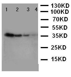 Anti-NTAL Rabbit Polyclonal Antibody