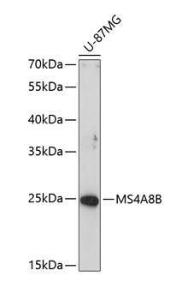 Western blot analysis of extracts of U-87MG cells, using Anti-MS4A8 Antibody (A8584) at 1:1,000 dilution. The secondary antibody was Goat Anti-Rabbit IgG H&L Antibody (HRP) at 1:10,000 dilution. Lysates/proteins were present at 25µg per lane.