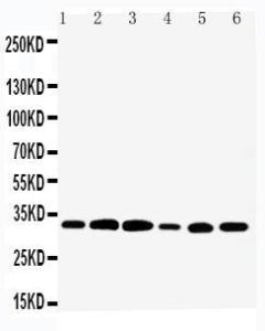 Anti-Tafazzin/TAZ Rabbit Polyclonal Antibody