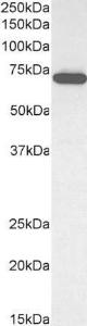 Anti-ELF1 Antibody (A83273) (0.1 µg/ml) staining of Jurkat cell lysate (35 µg protein in RIPA buffer). Primary incubation was 1 hour. Detected by chemilu minescence