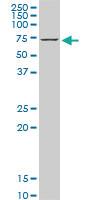 Anti-HSPA1B Mouse Monoclonal Antibody [clone: 2D11]