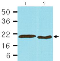 Anti-PPIB Mouse Monoclonal Antibody [clone: k2E2]