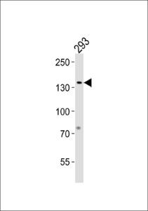 Anti-GTF2I Rabbit Polyclonal Antibody