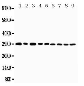 Anti-CD134/OX40 Rabbit Polyclonal Antibody