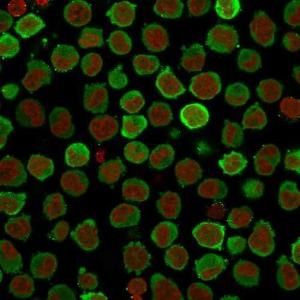 Immunofluorescent analysis of PFA fixed K562 cells stained with Anti-Calponin 1 Antibody [CNN1/832 + CALP] followed by Goat Anti-Mouse IgG (CF&#174; 488) (Green). The nuclear counterstain is RedDot