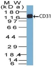 Western blot analysis of THP-1 cell lysate using Anti-CD31 Antibody [C31.7]