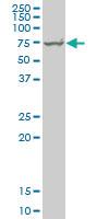 Anti-HSPA1B Mouse Monoclonal Antibody [clone: 2D11]