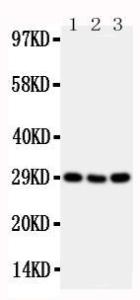 Anti-CD134/OX40 Rabbit Polyclonal Antibody