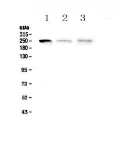 Anti-MYLK Polyclonal Antibody