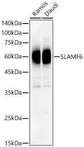 Anti-SLAMF6 Antibody (A8585)