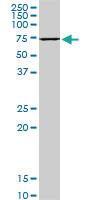 Anti-HSPA1B Mouse Monoclonal Antibody [clone: 2D11]