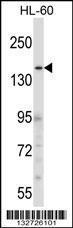 Anti-CNTLN Rabbit Polyclonal Antibody (Biotin)