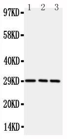 Anti-CD134/OX40 Rabbit Polyclonal Antibody