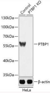 Antibody A92982-100 100 µl