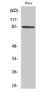 Western blot analysis of various cells using Anti-ANAPC5 Antibody