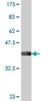 Anti-JMJD6 Mouse Polyclonal Antibody