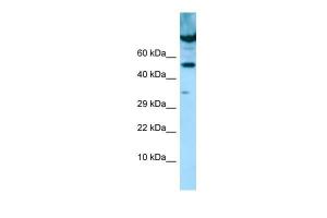 Anti-PDE7A Rabbit Polyclonal Antibody