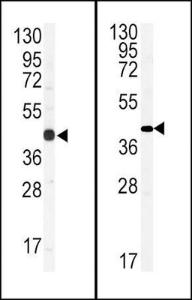 Anti-GJA1 Rabbit Polyclonal Antibody (AP (Alkaline Phosphatase))