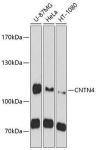 Anti-CNTN4 antibody